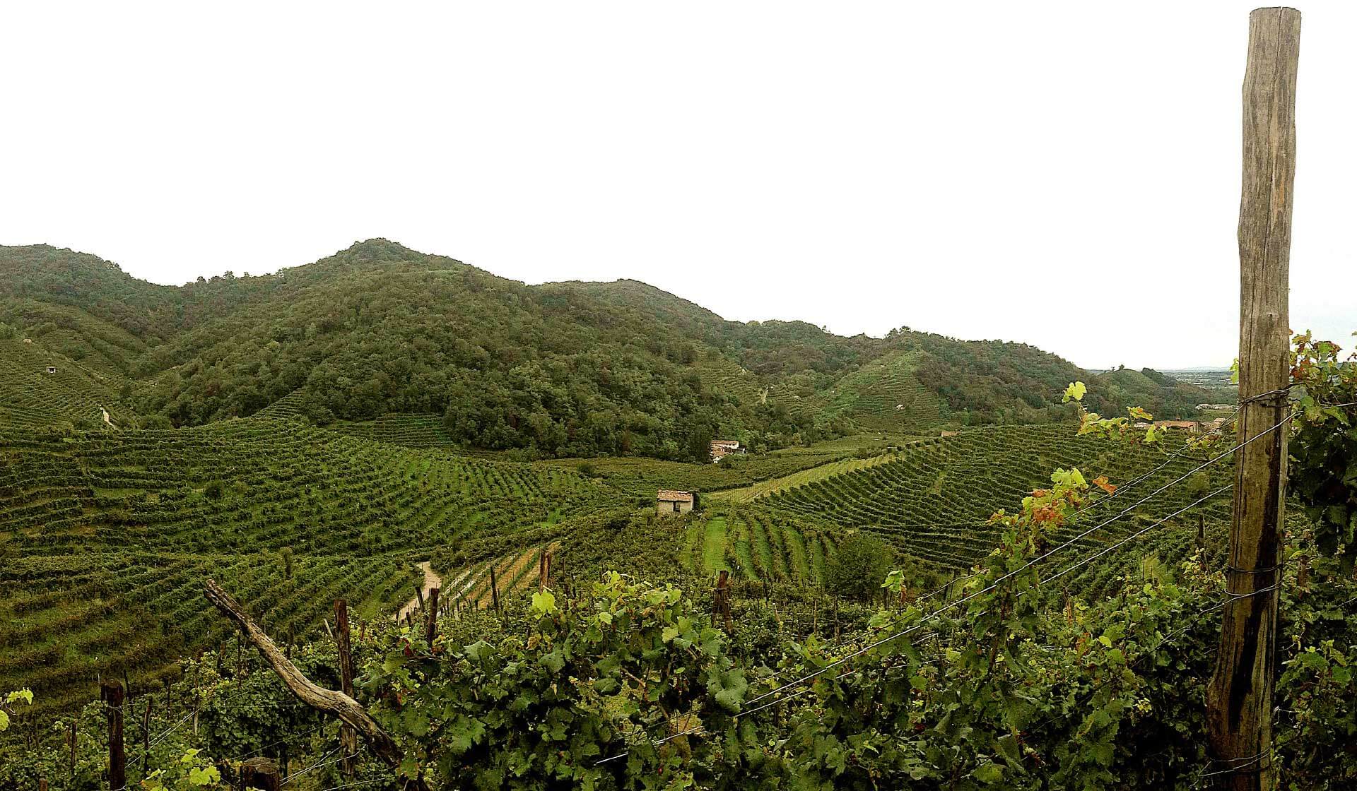 TERROIR