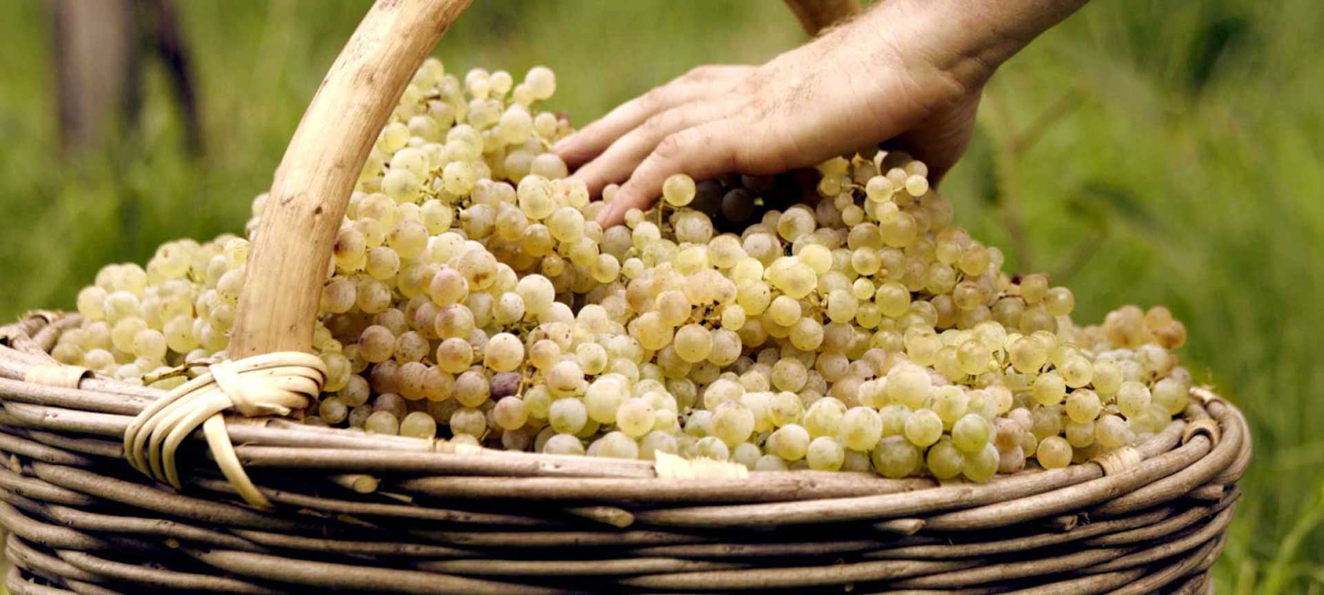 PRVOTŘÍDNÍ KVALITA