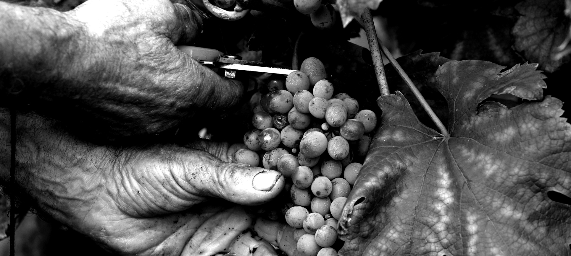 PRVOTŘÍDNÍ KVALITA